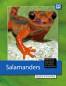 Preview: Salamanders - keeping and breeding